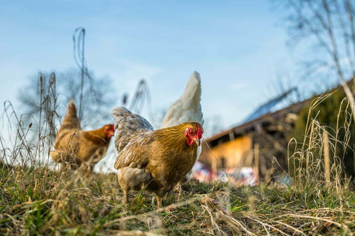 Lire la suite à propos de l’article Grippe aviaire