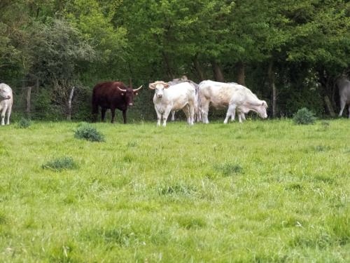 Nature-Thiantaise_001