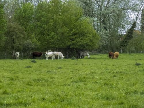 Nature-Thiantaise_002