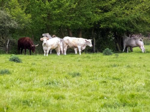 Nature-Thiantaise_003