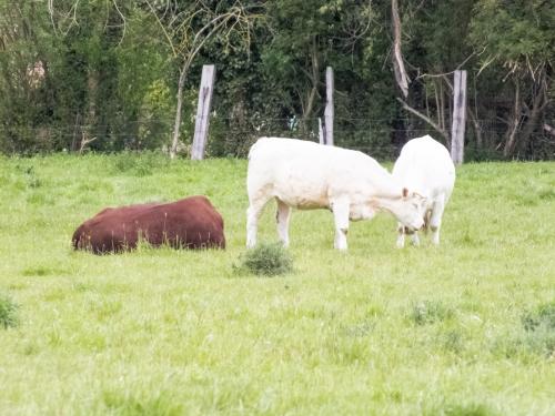 Nature-Thiantaise_004