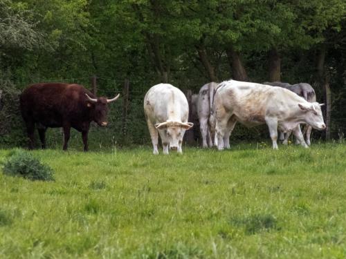 Nature-Thiantaise_005