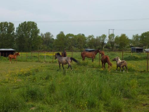 Nature-Thiantaise_007