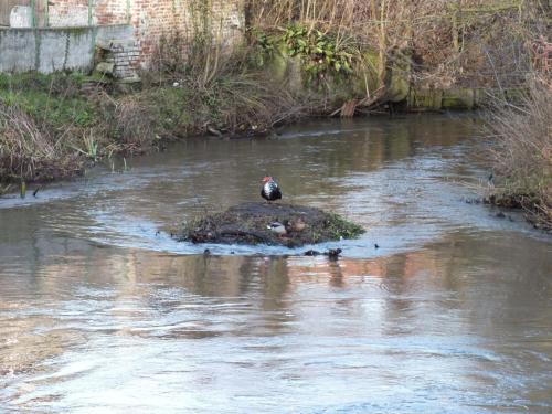 Nature-Thiantaise_008