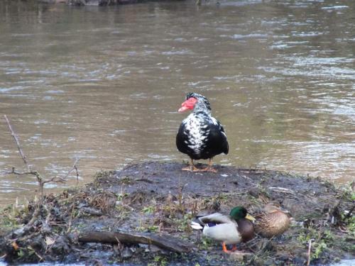 Nature-Thiantaise_009