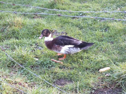 Nature-Thiantaise_010