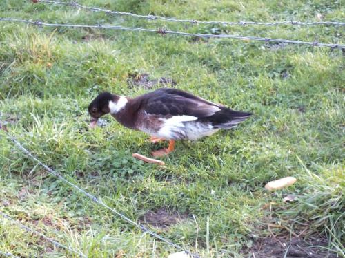 Nature-Thiantaise_011