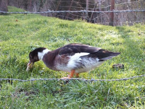 Nature-Thiantaise_012