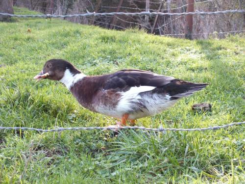 Nature-Thiantaise_013