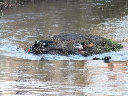 Nature-Thiantaise_014