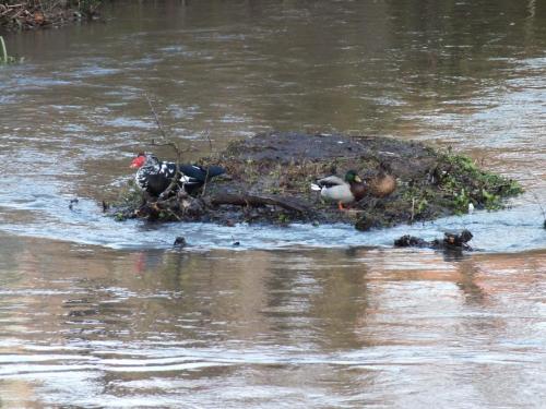 Nature-Thiantaise_015