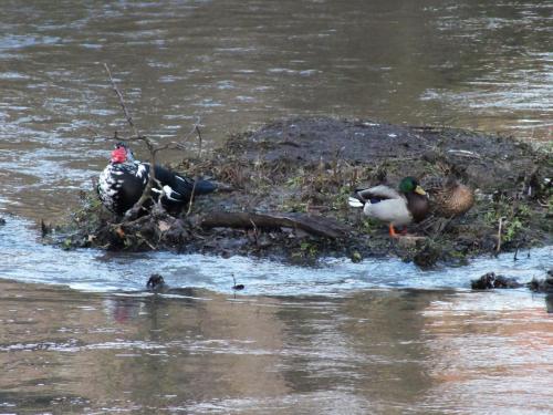 Nature-Thiantaise_016