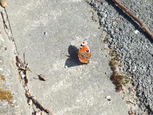 Nature-Thiantaise_020