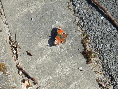 Nature-Thiantaise_021