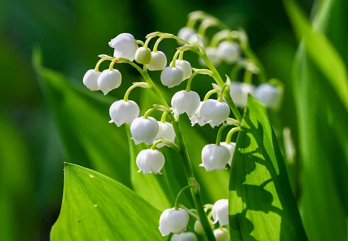 Lire la suite à propos de l’article Vente de muguet