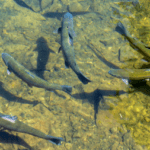 Fête de la pêche
