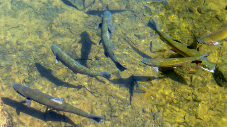 Lire la suite à propos de l’article Fête de la pêche